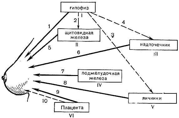 Набухание молочных желез при беременности