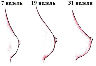 Чешется грудь