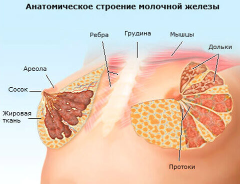 Уплотнение в груди